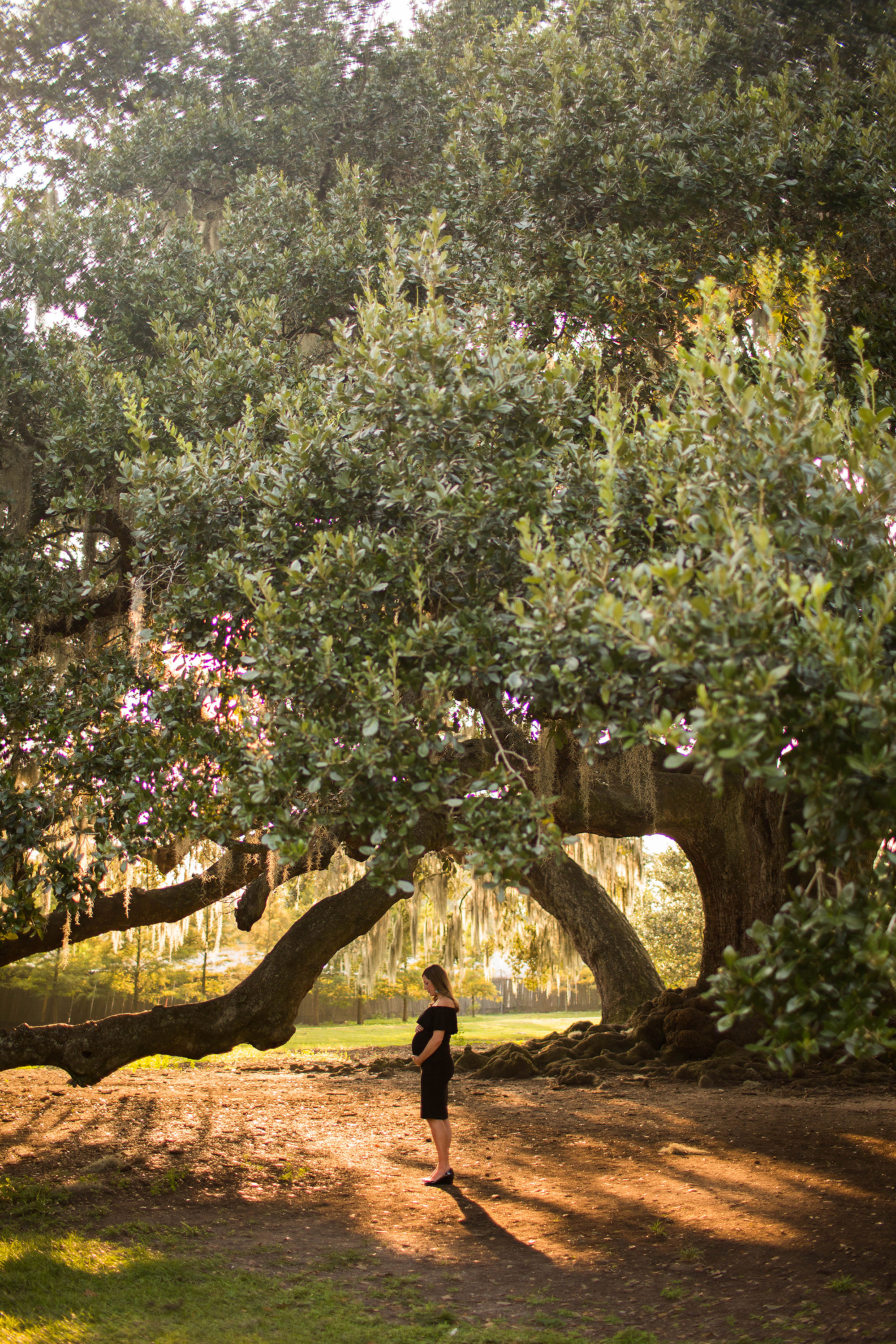 Maternity portraits at the Tree of Life in Audubon Park, New Orleans, Louisiana