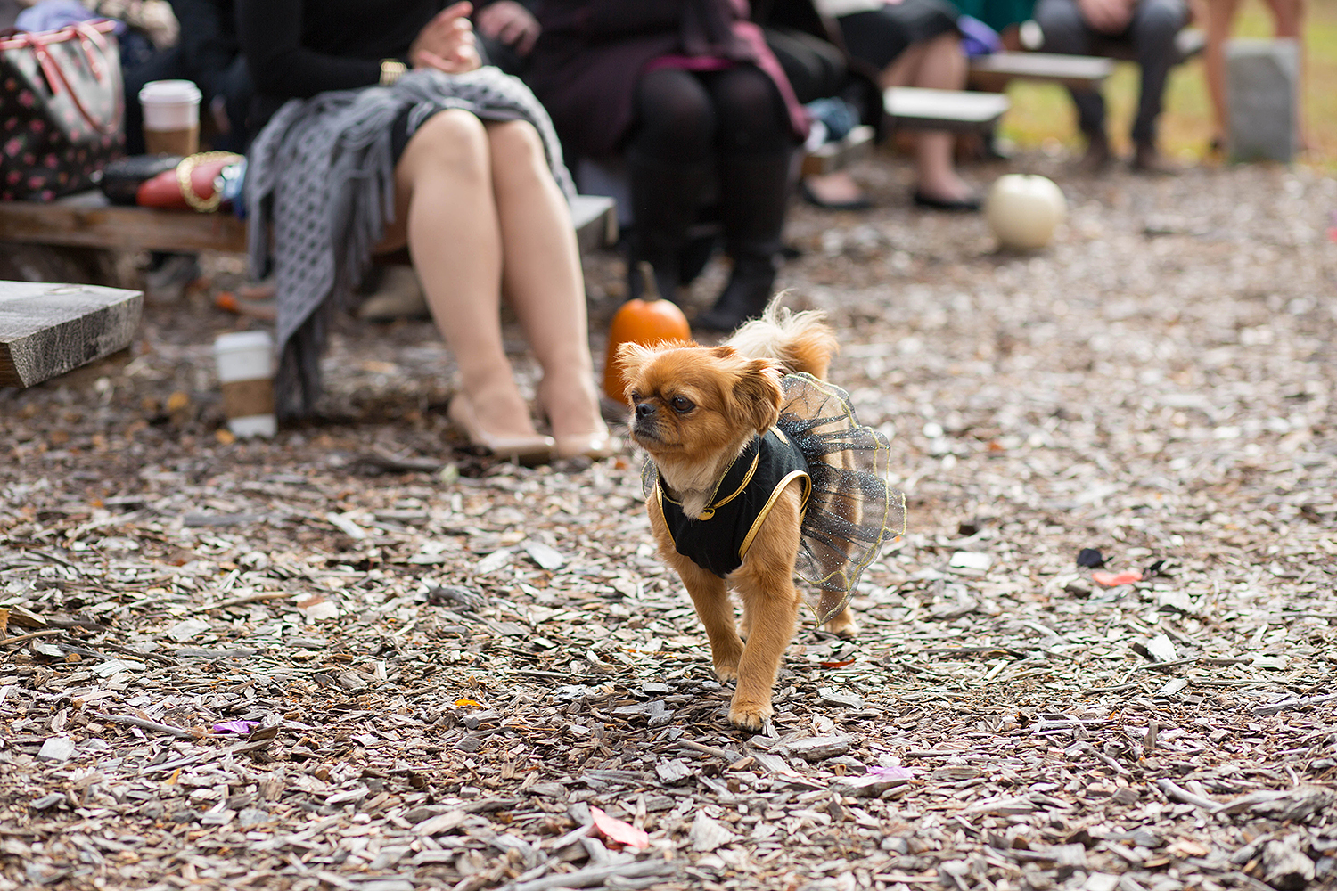 Halloween themed wedding