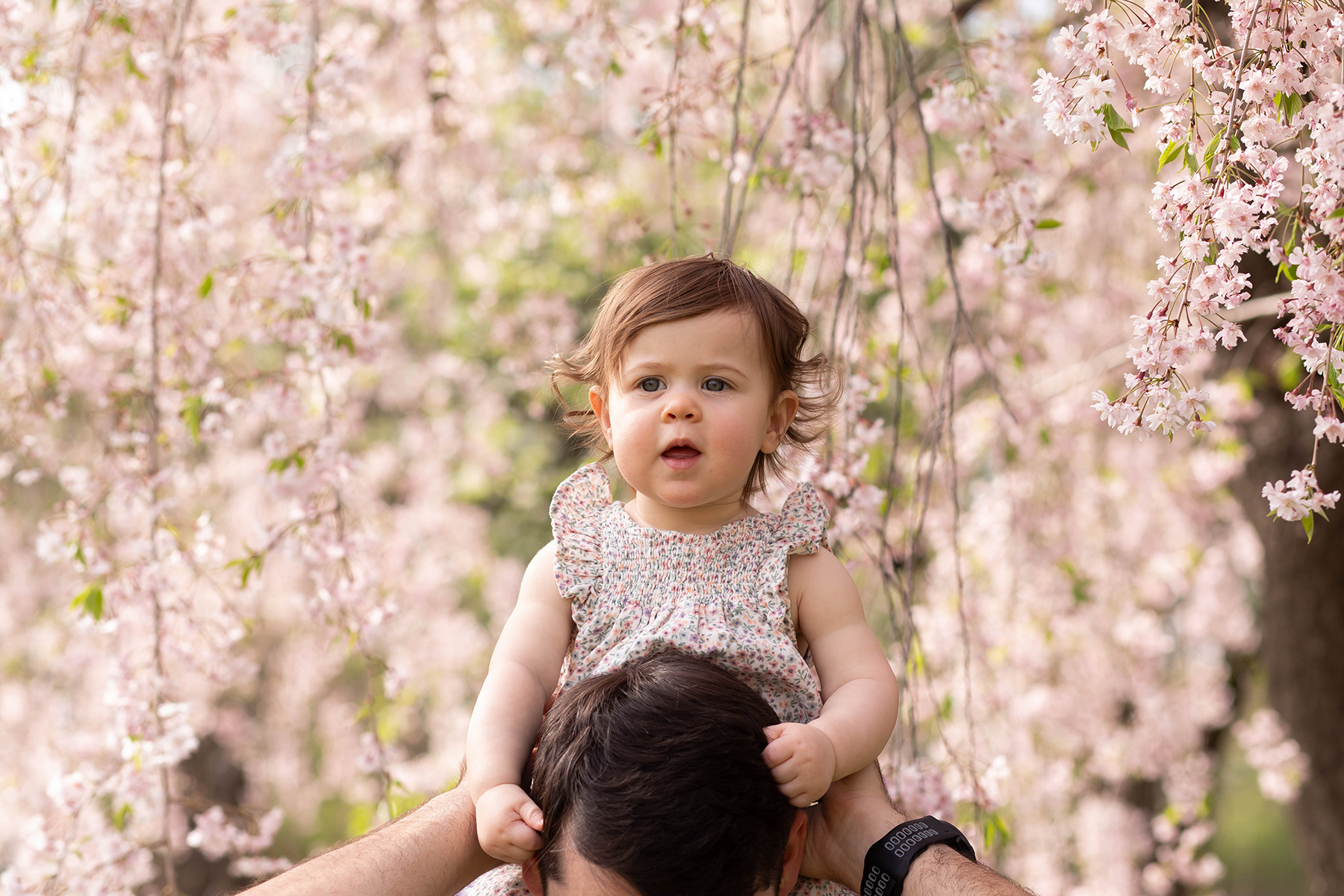 Cherry Blossoms family photos in Morris County NJ