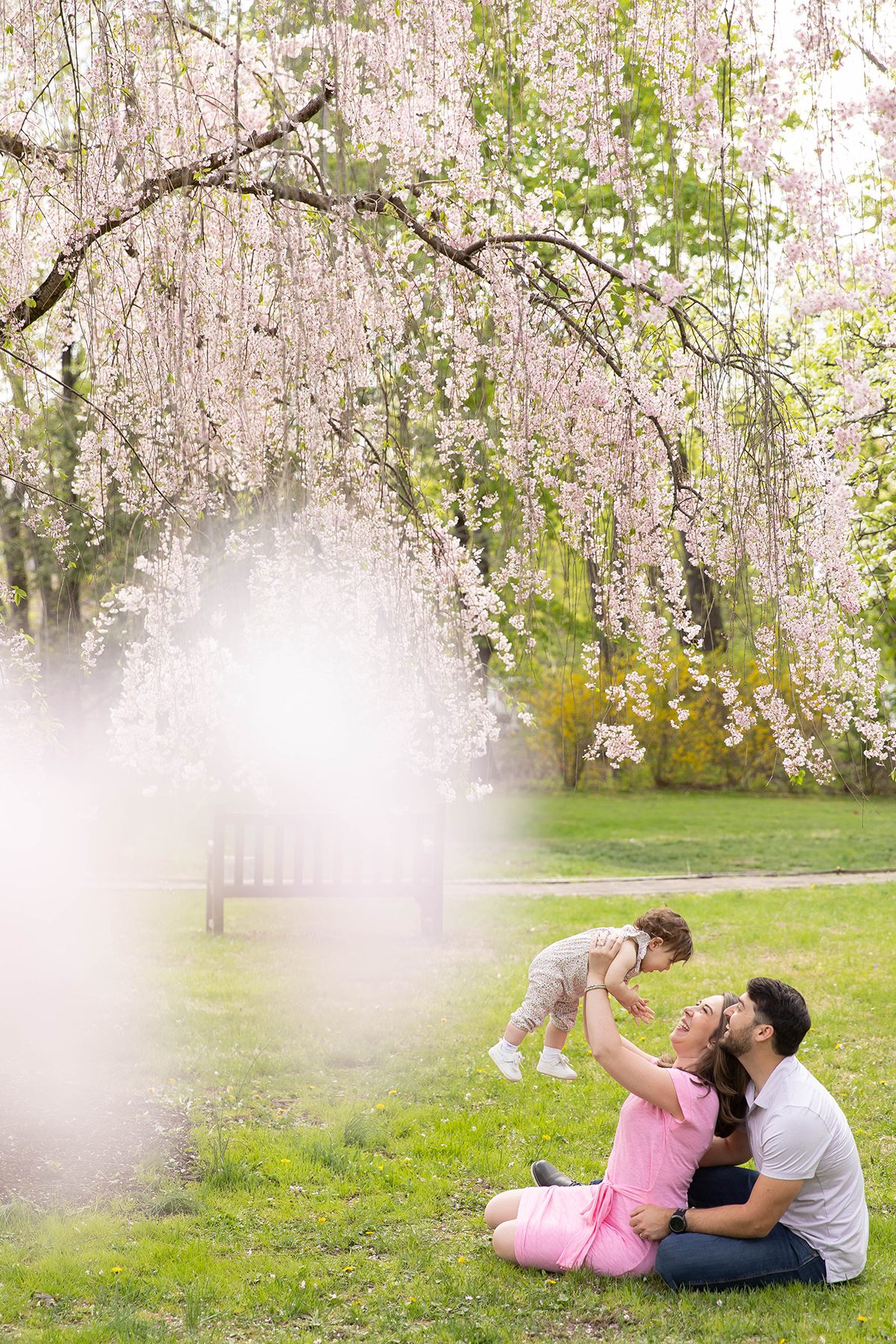 Cherry Blossoms family photos in Morris County NJ