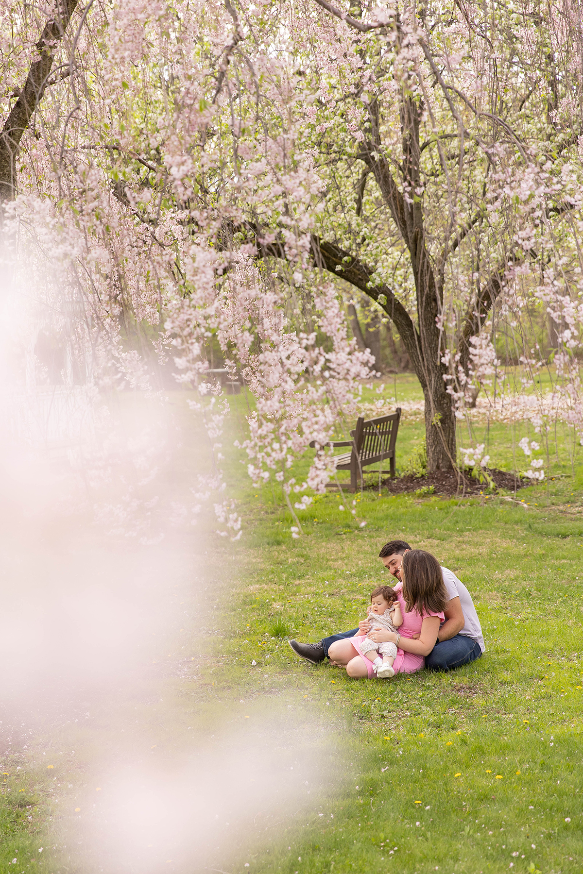 Cherry Blossoms family photos in Morris County NJ