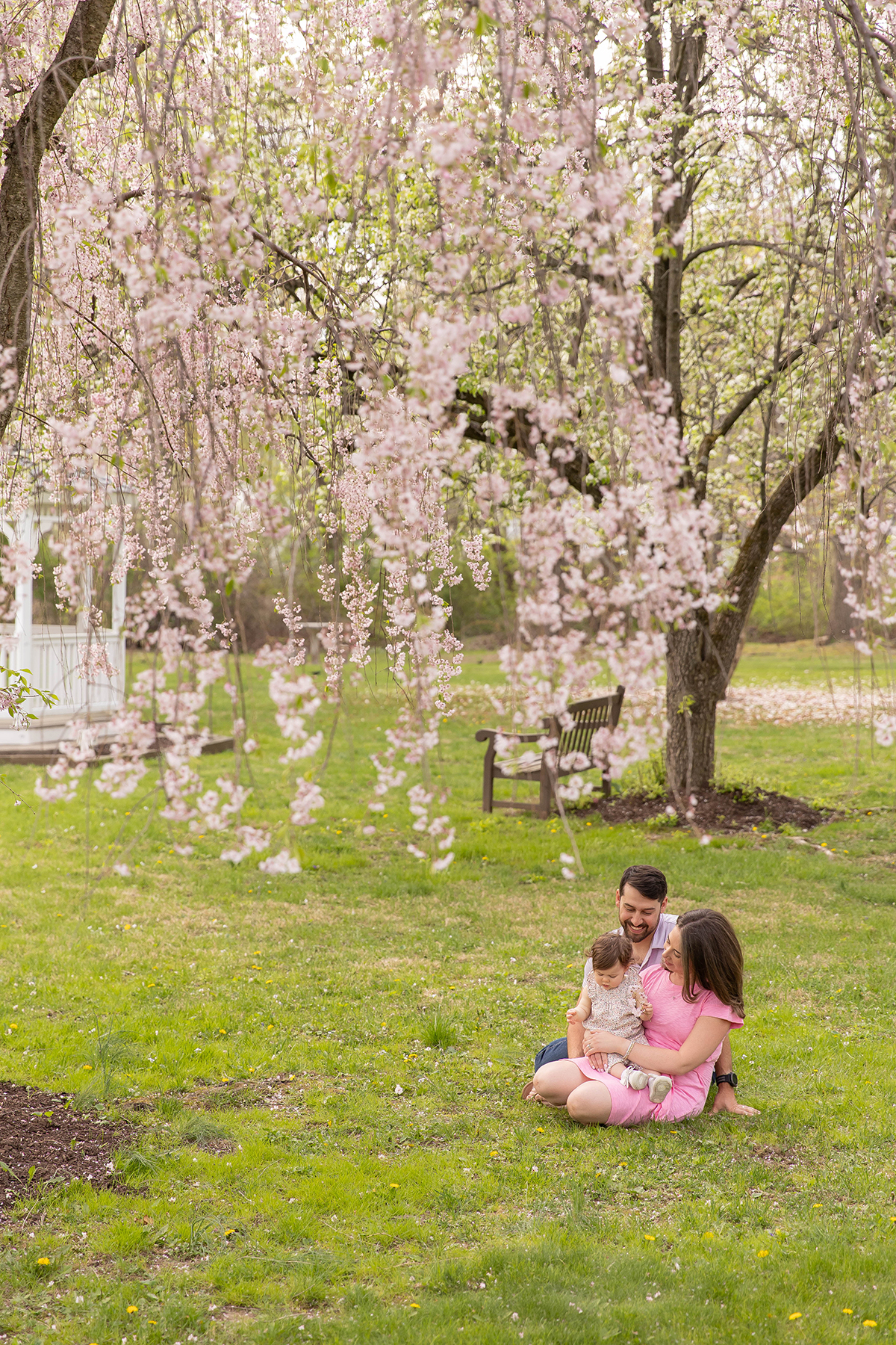 Cherry Blossoms family photos in Morris County NJ