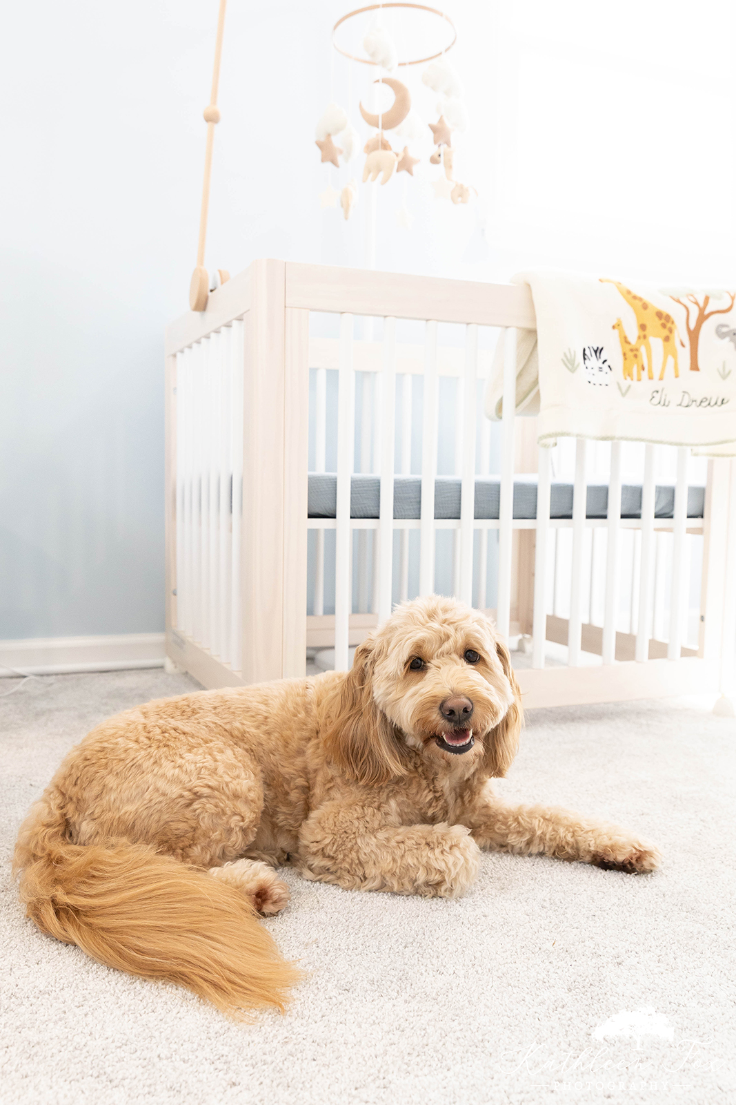 Portraits of newborn baby in morris county nj